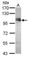 WD Repeat Domain 24 antibody, NBP2-20892, Novus Biologicals, Western Blot image 