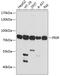 Polymeric Immunoglobulin Receptor antibody, 13-848, ProSci, Western Blot image 