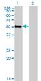 Zinc Finger Protein 232 antibody, MA5-20298, Invitrogen Antibodies, Western Blot image 