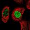 Potassium Channel Tetramerization Domain Containing 13 antibody, NBP2-14147, Novus Biologicals, Immunocytochemistry image 