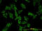 Hereditary hemochromatosis protein antibody, LS-C197405, Lifespan Biosciences, Immunofluorescence image 