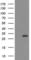 CTD Small Phosphatase 1 antibody, NBP2-03456, Novus Biologicals, Flow Cytometry image 