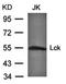 Nucleolar Protein 3 antibody, orb100019, Biorbyt, Western Blot image 
