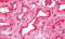 Empty Spiracles Homeobox 1 antibody, MBS248510, MyBioSource, Immunohistochemistry paraffin image 