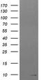 Reactive Oxygen Species Modulator 1 antibody, LS-C174417, Lifespan Biosciences, Western Blot image 