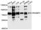 RAN Binding Protein 3 antibody, abx123409, Abbexa, Western Blot image 