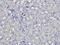 MOB Kinase Activator 3B antibody, orb215292, Biorbyt, Immunohistochemistry paraffin image 