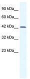 T-Box 6 antibody, TA333967, Origene, Western Blot image 