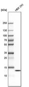 HIG1 Hypoxia Inducible Domain Family Member 2A antibody, PA5-60091, Invitrogen Antibodies, Western Blot image 