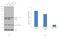 Protein Phosphatase, Mg2+/Mn2+ Dependent 1A antibody, PA5-29275, Invitrogen Antibodies, Western Blot image 