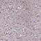 Tensin 1 antibody, PA5-57516, Invitrogen Antibodies, Immunohistochemistry frozen image 