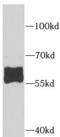 Adenosylhomocysteinase Like 1 antibody, FNab00228, FineTest, Western Blot image 