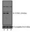 Cyclin E1 antibody, MA5-14336, Invitrogen Antibodies, Western Blot image 
