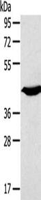 Potassium Two Pore Domain Channel Subfamily K Member 3 antibody, CSB-PA964419, Cusabio, Western Blot image 