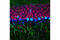 Ribosomal Protein S6 antibody, 5548S, Cell Signaling Technology, Immunofluorescence image 