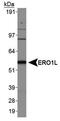 Endoplasmic Reticulum Oxidoreductase 1 Alpha antibody, NB100-2525, Novus Biologicals, Western Blot image 