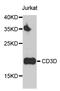 CD3d Molecule antibody, A1238, ABclonal Technology, Western Blot image 