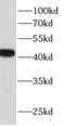 Actin Alpha Cardiac Muscle 1 antibody, FNab00319, FineTest, Western Blot image 