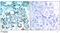 BCL2 Like 11 antibody, GTX79122, GeneTex, Immunohistochemistry paraffin image 