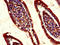 Regenerating Family Member 1 Alpha antibody, A63314-100, Epigentek, Immunohistochemistry paraffin image 