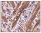 Phosphoglycerate Mutase 1 antibody, PA5-23051, Invitrogen Antibodies, Immunohistochemistry paraffin image 