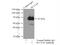 Solute Carrier Family 1 Member 4 antibody, 13067-2-AP, Proteintech Group, Immunoprecipitation image 