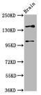 SOS Ras/Rac Guanine Nucleotide Exchange Factor 1 antibody, CSB-PA726788LA01HU, Cusabio, Western Blot image 