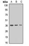  antibody, LS-C668617, Lifespan Biosciences, Western Blot image 