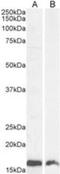 AIF1 antibody, NB100-1028, Novus Biologicals, Western Blot image 