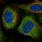 VPS11 Core Subunit Of CORVET And HOPS Complexes antibody, HPA039020, Atlas Antibodies, Immunofluorescence image 