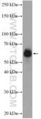 HSPB1 Associated Protein 1 antibody, 27631-1-AP, Proteintech Group, Western Blot image 