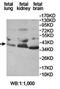 Elf2 antibody, orb78358, Biorbyt, Western Blot image 