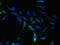 Solute Carrier Family 25 Member 46 antibody, LS-C379129, Lifespan Biosciences, Immunofluorescence image 