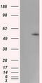 Cytochrome P450 Family 1 Subfamily A Member 2 antibody, LS-C115206, Lifespan Biosciences, Western Blot image 