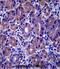 GSG1 Like antibody, abx027536, Abbexa, Immunohistochemistry paraffin image 