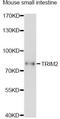 Tripartite Motif Containing 2 antibody, LS-C749400, Lifespan Biosciences, Western Blot image 