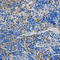 Syntaxin Binding Protein 1 antibody, LS-C335568, Lifespan Biosciences, Immunohistochemistry frozen image 