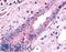 Solute Carrier Family 5 Member 2 antibody, LS-A2810, Lifespan Biosciences, Immunohistochemistry frozen image 