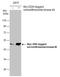 Serine/Threonine Kinase 40 antibody, GTX111337, GeneTex, Western Blot image 