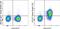 Interleukin 7 Receptor antibody, 67-1278-41, Invitrogen Antibodies, Flow Cytometry image 