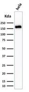 Podocalyxin Like antibody, NBP2-25219, Novus Biologicals, Western Blot image 