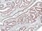 Homer Scaffold Protein 1 antibody, GTX103278, GeneTex, Immunohistochemistry paraffin image 