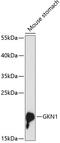 Gastrokine 1 antibody, GTX66162, GeneTex, Western Blot image 