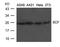 Stem cell factor antibody, TA347853, Origene, Western Blot image 