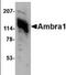 Autophagy And Beclin 1 Regulator 1 antibody, orb88754, Biorbyt, Western Blot image 
