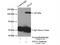 Testis-expressed sequence 11 protein antibody, 17266-1-AP, Proteintech Group, Immunoprecipitation image 