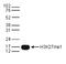 Histone H3 antibody, TA347184, Origene, Western Blot image 