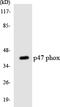 Neutrophil Cytosolic Factor 1 antibody, LS-C200447, Lifespan Biosciences, Western Blot image 