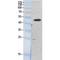 Eukaryotic Translation Elongation Factor 1 Alpha 1 antibody, LS-C387250, Lifespan Biosciences, Western Blot image 