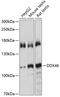 DEAD-Box Helicase 46 antibody, 19-350, ProSci, Western Blot image 